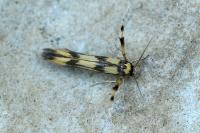 Stathmopoda pedella