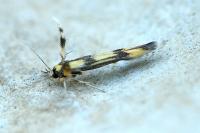 Stathmopoda pedella