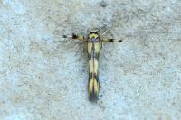 Stathmopoda pedella