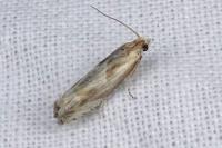 Eucosma gr. cana