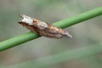 Ancylis uncella
