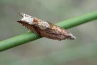 Ancylis uncella