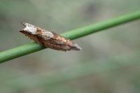 Ancylis uncella