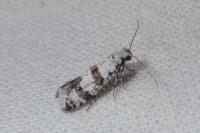 Scythropia crataegella