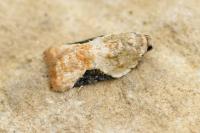Acleris lacordairana