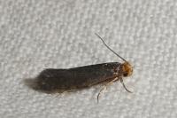 Cephimallota crassiflavella