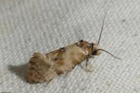 Neocochylis molliculana