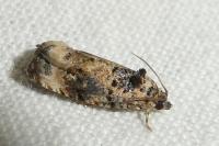 Endothenia