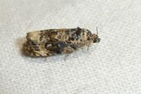 Endothenia