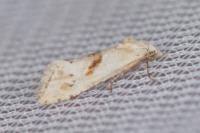 Cochylimorpha straminea/alternana