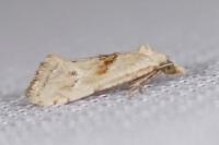 Cochylimorpha straminea/alternana