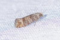Clavigesta sylvestrana