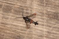 Synanthedon formicaeformis
