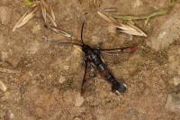 Synanthedon formicaeformis