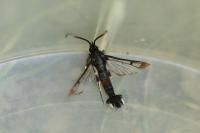 Synanthedon formicaeformis