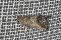Cydia splendana