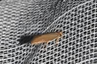 Crassa unitella