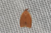 Clepsis consimilana