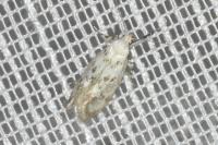 Herrichia excelsella