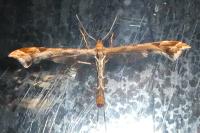 Amblyptilia acanthadactyla