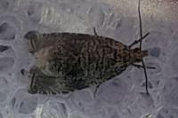 Celypha lacunana