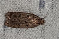 Hofmannophila pseudospretella
