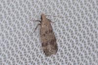 Pexicopia malvella