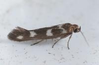 Scythris scopolella