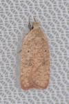 Agonopterix irrorata