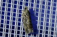 Zeiraphera isertana