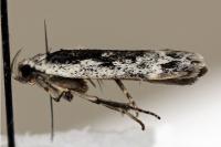 Anacampsis blattariella