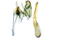 Anacampsis blattariella