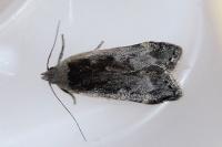 Anacampsis populella