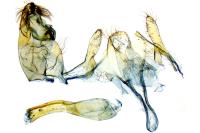 Anacampsis populella
