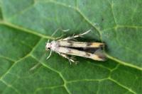 Stathmopoda pedella