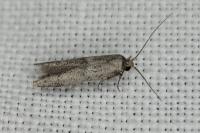 Blastobasis