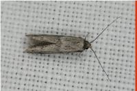 Blastobasis