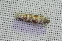 Rhyacionia gr. maritimana