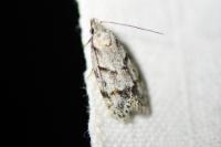 Symmoca signatella