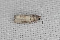 Piniphila bifasciana
