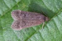 Anacampsis timidella