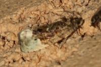 Hedya nubiferana