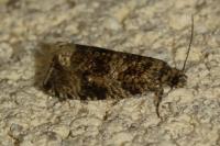 Celypha lacunana