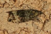 Celypha lacunana