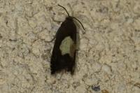 Pammene regiana