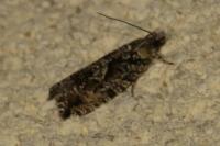 Zeiraphera isertana