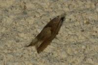 Eucosma conterminana