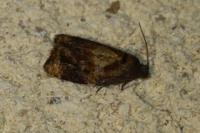 Ditula angustiorana