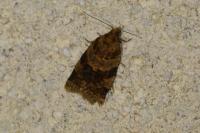 Epagoge grotiana