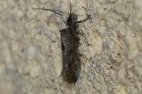 Paraswammerdamia albicapitella